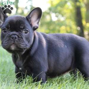 Briar, French Bulldog Puppy